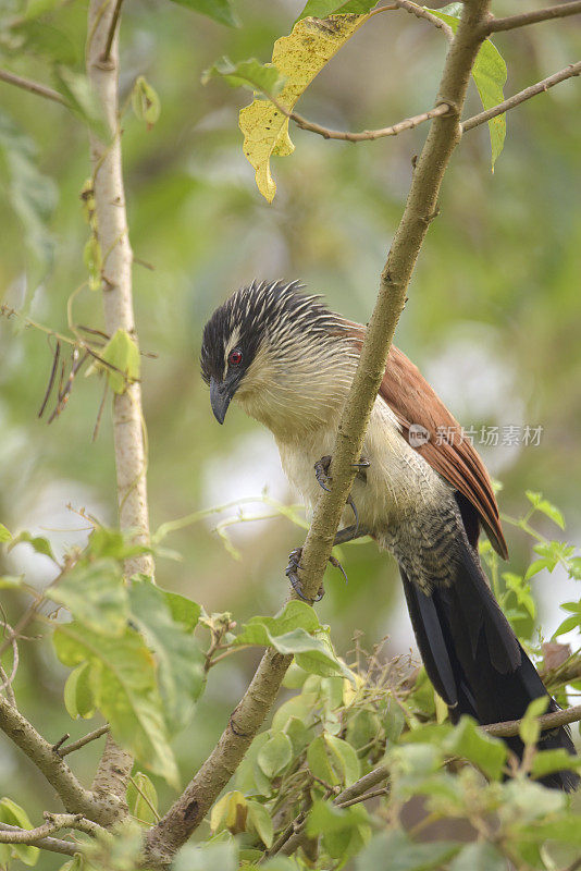 White-browed Coucal